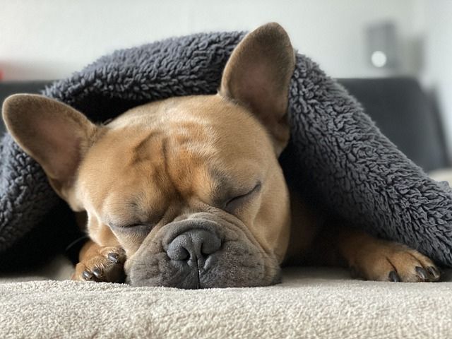 犬の睡眠の大切さおイメージ。